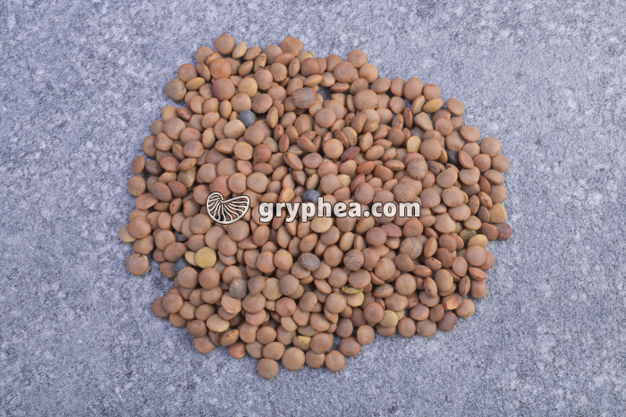 Lentillons riches en féculents - gryphea.org